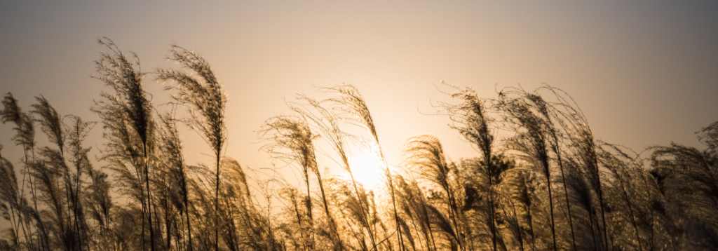 New biofuel policy to be implemented soon in Karnataka: KSBDB chief